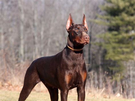 Dobermans for sell - The typical price for Doberman Pinscher puppies for sale in Virginia Beach, VA may vary based on the breeder and individual puppy. On average, Doberman Pinscher puppies from a breeder in Virginia Beach, VA may range in price from $2,250 to $3,500. ….